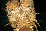 thenus orientalis   bay lobster  
