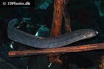 lepidosiren paradoxa lepidosiren paradoxa