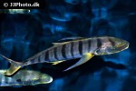 gnathanodon speciosus gnathanodon speciosus
