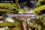 hydrophlox chrosomus