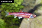 hydrophlox chrosomus