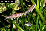 hydrophlox chrosomus