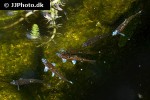 hydrophlox chrosomus