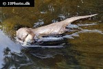 aonyx cinerea   asian small clawed otter  