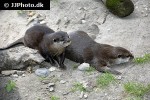aonyx cinerea   asian small clawed otter  