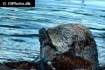 enhydra lutris kenyoni   northern sea otter  