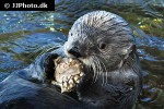enhydra lutris kenyoni   northern sea otter  
