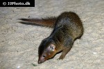 helogale parvula   common dwarf mongoose  