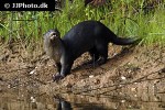 lutrogale perspicillata   smooth coated otter  