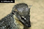 mungotictis decemlineata   narrow striped mongoose  
