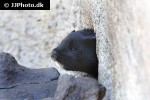 mustela vison   american mink  