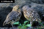 athene cunicularia   burrowing owl  