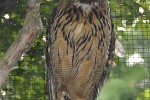 bubo bubo   eurasian eagle owl  