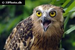 ketupa ketupu   buffy fish owl  