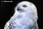nyctea scandiaca   snowy owl  