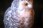 nyctea scandiaca   snowy owl  