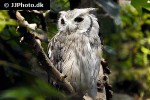 ptilopsis leucotis   northern white faced owl  