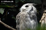 ptilopsis leucotis   northern white faced owl  