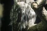strix nebulosa   great grey owl  