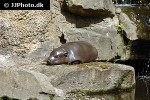 choeropsis liberiensis   pygmy hippopotamus  