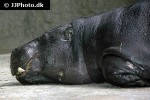 choeropsis liberiensis   pygmy hippopotamus  