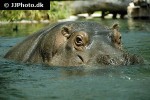 hippopotamus amphibius   hippopotamus  