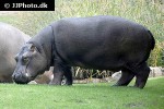 hippopotamus amphibius   hippopotamus  