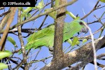 amazona festiva   festive amazon  