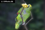 amazona ochrocephala   yellow crowned amazon  