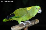 amazona ochrocephala   yellow crowned amazon  