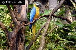 ara ararauna   blue and yellow macaw  