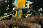 ara ararauna   blue and yellow macaw  