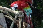 ara chloroptera   red and green macaw  