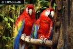 ara macao   scarlet macaw  