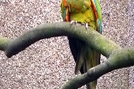 ara rubrogenys   red fronted macaw  