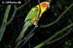 aratinga solstitalis   sun parakeet  