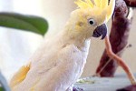 cacatua sulphurea   yellow crested cockatoo  