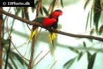 charmosyna papou   papuan lorikeet  