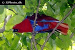 eclectus roratus   red sided eclectus parrot  