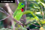 loriculus galgulus   blue crowned hanging parrot  