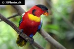 lorius chlorocercus   yellow bibbed lory  