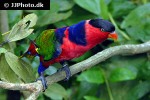 lorius lory   black capped lory  