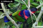 lorius lory   black capped lory  