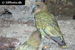 nestor notabilis   kea  