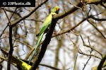 psittacula krameri   rose ringed parakeet  