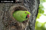 psittacula krameri   rose ringed parakeet  