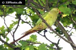 psittacula krameri   rose ringed parakeet  