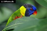 trichoglossus haematodus   rainbow lorikeet  