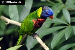 trichoglossus haematodus   rainbow lorikeet  