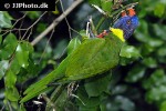 trichoglossus haematodus   rainbow lorikeet  